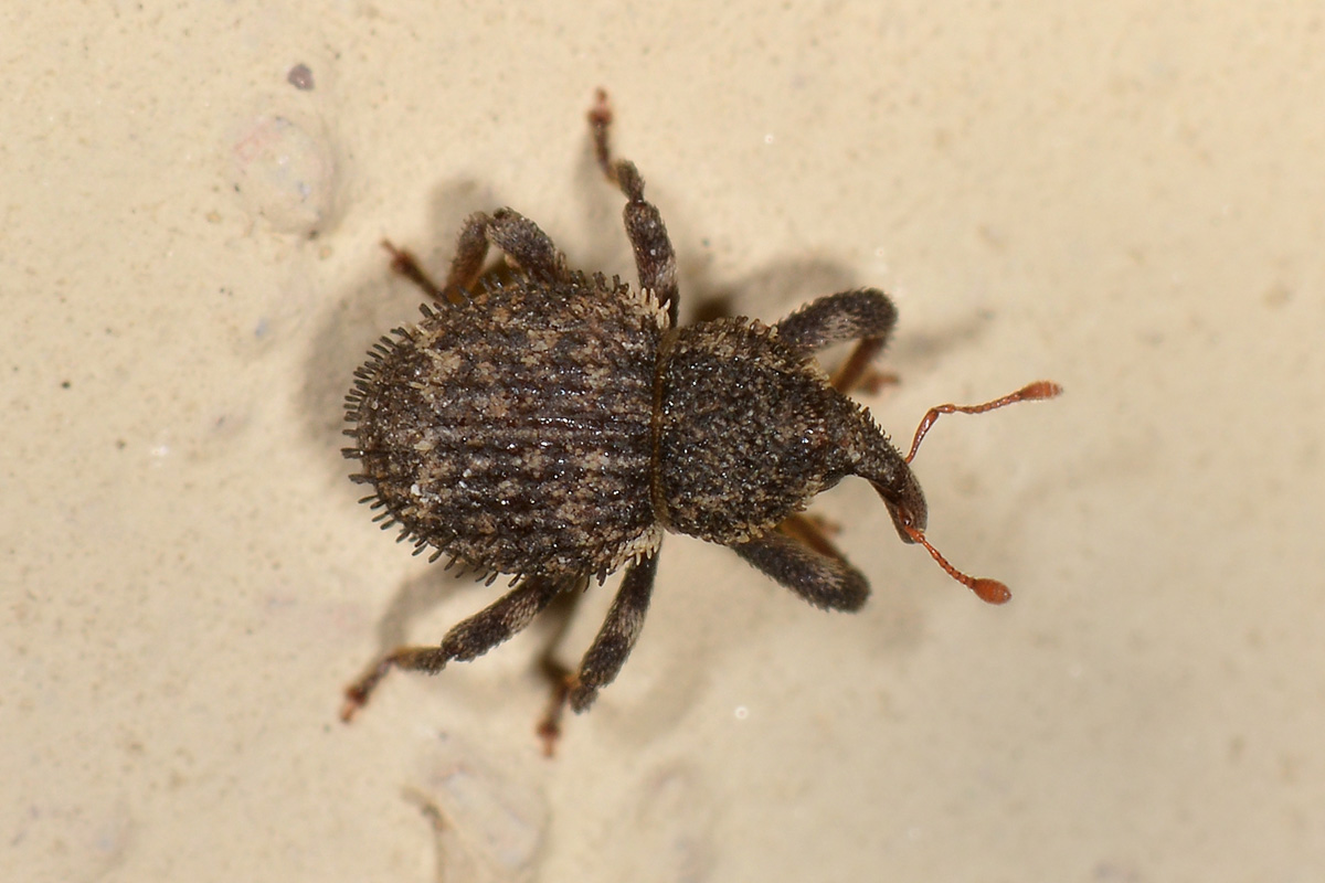 Curculionidae: Acalles sp?